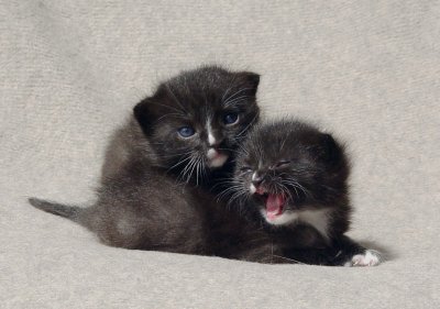Kittens Pong and Ping 18 days old