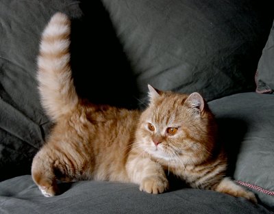 Mortimer a red tabby exotic shorthair