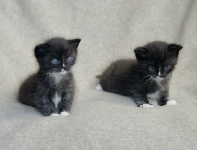 Kittens are 3 weeks old.