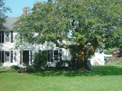 THE LAST DAY WE VISITED THIS LOCAL VINEYARD NEAR THE HOUSE-THIS TREE WAS OVER 300 YEARS OLD AT THE VINEYARD HOUSE