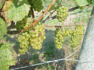 THE GRAPES WERE JUST ABOUT READY FOR HARVEST