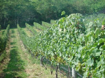 THERE WERE ABOUT FIVE ACRES OF GRAPES-A SMALL VINEYARD