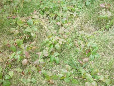 LEAVES OF THREE-LET IT BE THERE IS POISON IVY EVERYWHERE ON THE CAPE