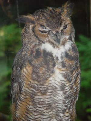 THE GREAT HORNED OWL LOVED TO WINK AT SARA