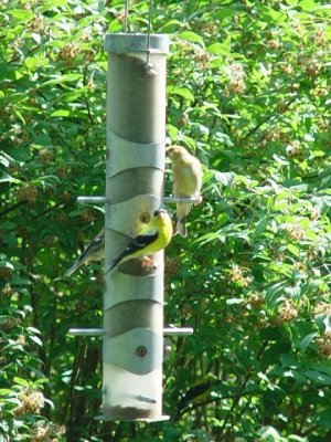 THERE WERE GOLD FINCHES EVERYWHERE
