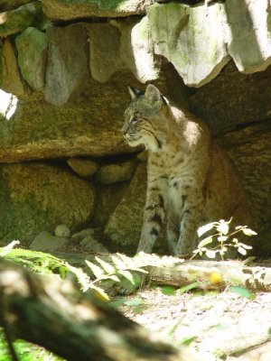 THE BOBCAT WAS ALERT AND ON THE PROWL