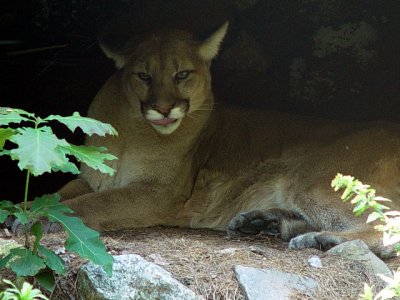 THE MOUNTAIN LION WAS SO ELEGANT