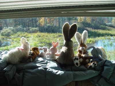 HERE ARE ALL OUR BUNNIES WAITING TO SEE IF SARA BROUGHT BACK A BEAR