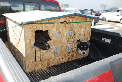  EVERY WHERE YOU LOOK IN ALASKA THERE ARE RACING DOGS