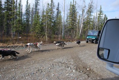 AS WE PULLED INTO TODD AND ANNE'S HOMESTEAD THE NEIGHBOR'S TEAM WAS ON A TRAINING RUN-ALL DOG , NO MOTOR,  RIDING THE BRAKE