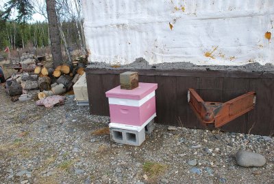 HOW MANY BEES HAVE A PINK HOME