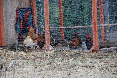 THE CHICKENS WITH NO COMBS SO THAT THEY CAN'T FROSTBITE