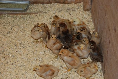 SOME NEW CHICKS HAD JUST BEEN HATCHED OUT