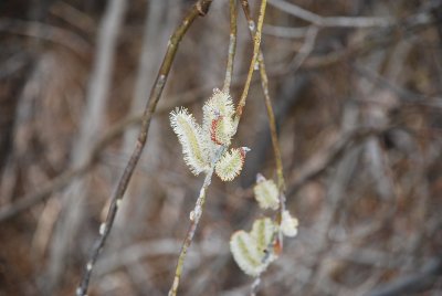 THE PUSSY WILLOWS WERE OPENING AND AS EVERYTHING ELSE IN ALASKA THEY WERE HUGE