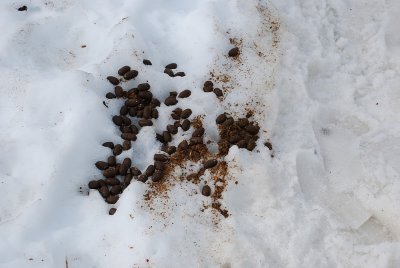 THESE WERE MOOSE DROPPINGS-THEY HAVE A MOOSE DROPPING FESTIVAL IN ALASKA