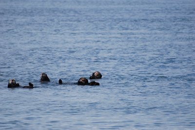 THEN WE SPOTTED A GROUP OF SEA OTTERS ON OUR GLACIER TOUR