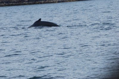 THE CAPTAIN SPOTTED A HUMPBACK WHALE