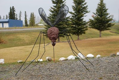 JUNK IS OFTEN USED TO CREATE WORKS OF ART-ALASKA'S STATE INSECT-AND THEY SEEM THIS LARGE