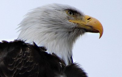 THIS WAS A CLOSEUP OF OUR NATIONAL SYMBOL-WOW