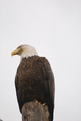 YOU ARE MOST APT TO SEE A BALD EAGLE NEAR WATER...
