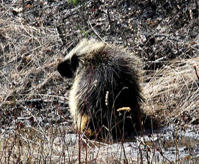 WE HAD ENOUGH TIME TO GET THE TELEPHOTO LENS ON THE CAMERA-THE PORCUPINE WAS HUGE