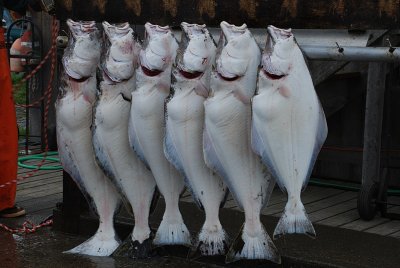 THESE ARE THE MUCH SOUGHT AFTER HALIBUT-THE ONE ON THE RIGHT IS OVER 85 LBS-A VERY TASTY FISH INDEED