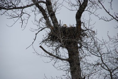 CAN YOU SEE MAMA BALD EAGLE ON THE NEST?
