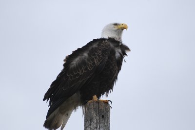 OUR NATIONAL BIRD IS WELL REPRESENTED IN ALASKA