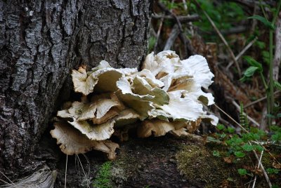 EVEN THE FUNGUS IN ALASKA ARE BIGGER THAN LIFE