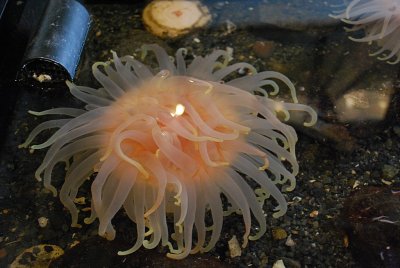 THE SEAS AROUND ALASKA ARE TEAMING WITH A VARIETY OF LIFE
