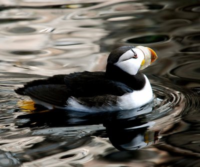 A HORNED PUFFIN-BEAUTIFUL