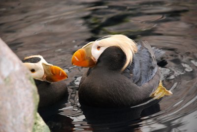 THIS TUFTED PUFFIN WOULD NOT LEAVE ITS MATE FOR A MINUTE