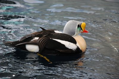 THE KING EIDER WAS ALSO COLORFUL