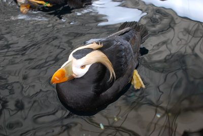 ANOTHER TUFTED PUFFIN