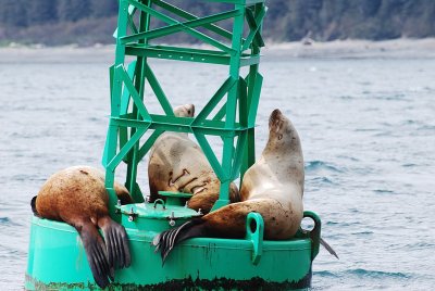 SEA LIONS LOVE TO SIT ON CHANNEL BUOYS IN MOST HARBORS