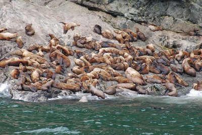 A ROOKERY OF SEA LIONS IS NOT A QUIET PLACE
