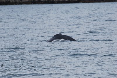 HUMP BACK WHALES ARE VERY COMMON OFF THE COAST OF SOUTHERN ALASKA