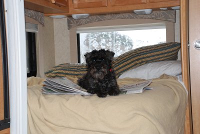 ALASKA IS VERY, VERY DOG FRIENDLY AND MOST PEOPLE HAVE AT LEAST ONE DOG-WE HAVE OUR LITTLE SCHNOODLE CHARLEY