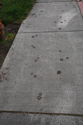 SOME HOW YOU TEND TO THINK NO ONE REALLY MINDED THAT THIS DOG MADE ITS PERMANENT MARK IN THE SIDEWALK