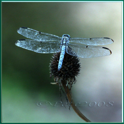 25 JUL 08 Dragonfly