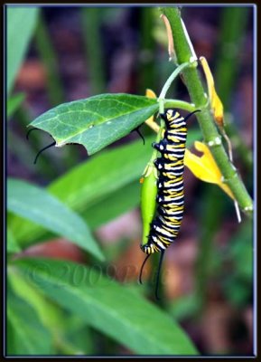 MONARCH CATERPILLAR