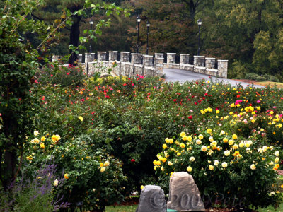 10 OCT 09 ROSE GARDEN BRIDGE