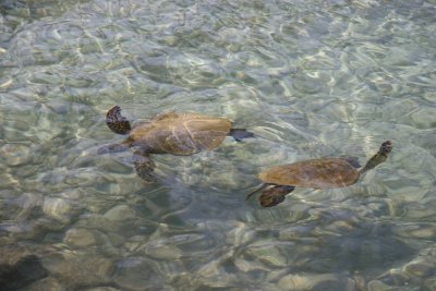 Sea Turtles at Honaunau National Historic Park