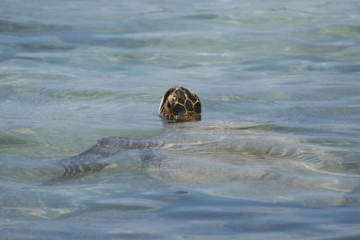 Sea Turtle at Honaunau National Historic Park