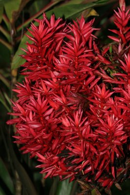 Flora at the Botanical Gardens