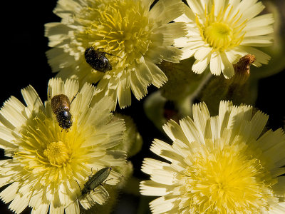 Baados en polen / Swamps in pollen