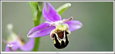 Orchide-Terril Oignies