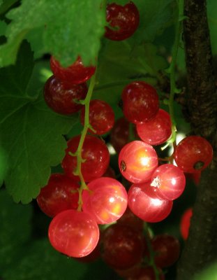 Red Currants-9