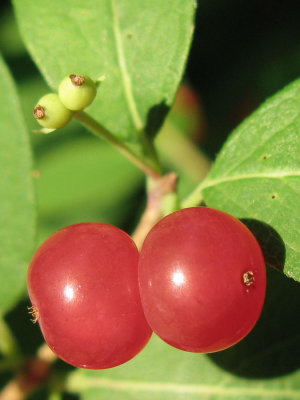 Red Berries-1.jpg