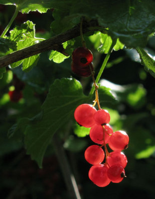 Red Currants-10